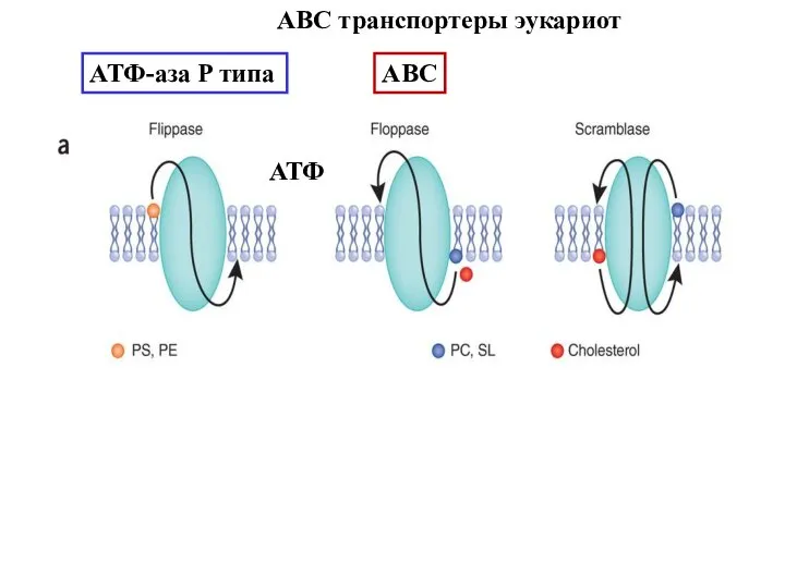 ABC транспортеры эукариот