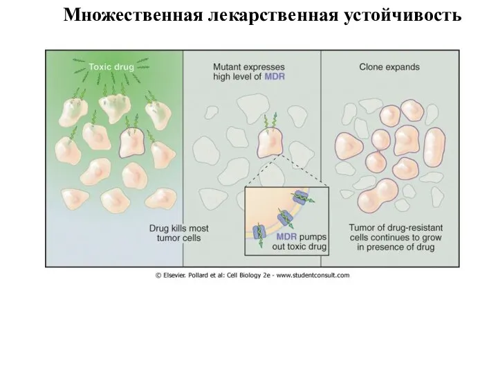 Множественная лекарственная устойчивость