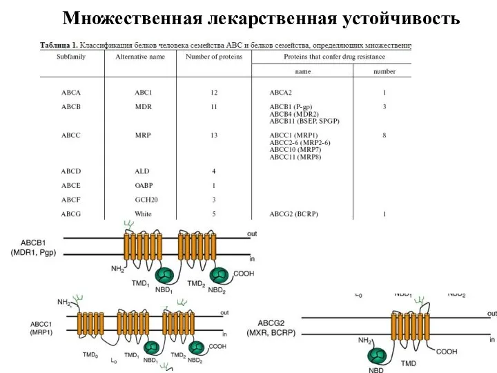 Множественная лекарственная устойчивость