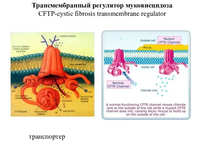 Трансмембранный регулятор муковисцидоза CFTP-cystic fibrosis transmembrane regulator транспортер