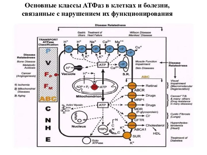 Основные классы АТФаз в клетках и болезни, связанные с нарушением их функционирования