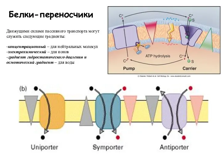 Белки-переносчики Движущими силами пассивного транспорта могут служить следующие градиенты: -концентрационный – для