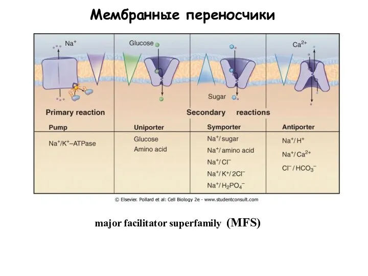 Мембранные переносчики major facilitator superfamily (MFS)