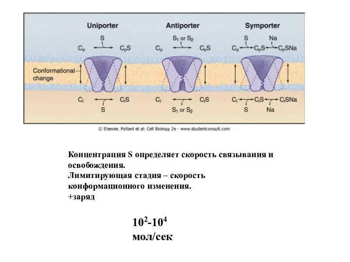 Концентрация S определяет скорость связывания и освобождения. Лимитирующая стадия – скорость конформационного изменения. +заряд 102-104 мол/сек