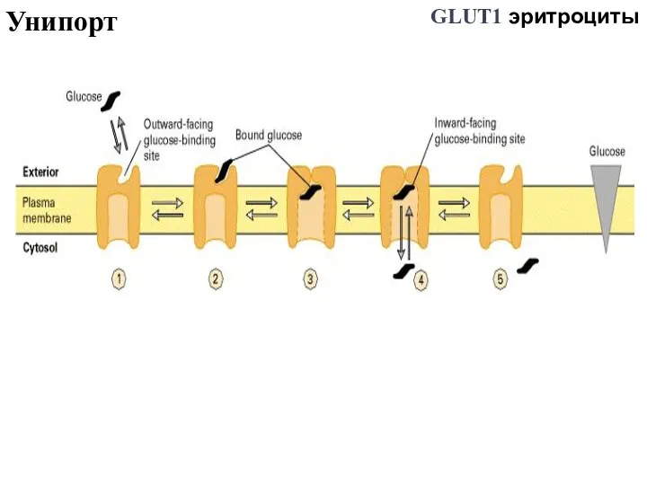 Унипорт GLUT1 эритроциты