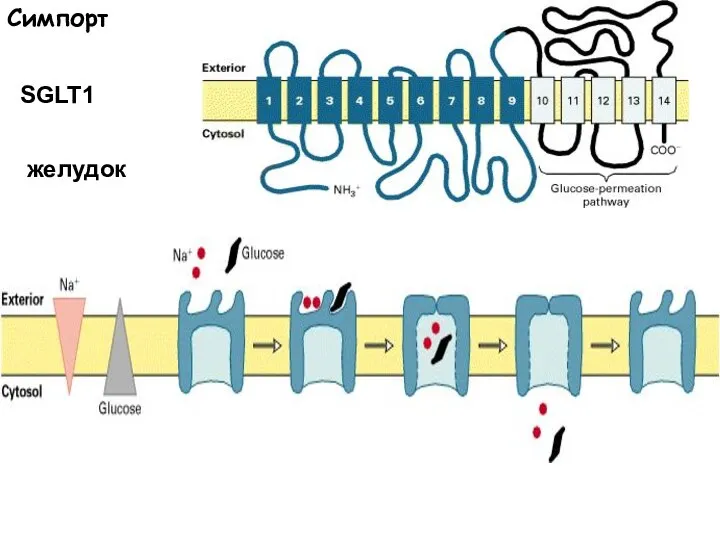 Симпорт SGLT1 желудок