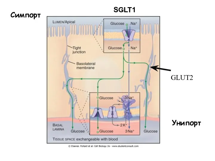 Симпорт GLUT2 Унипорт SGLT1