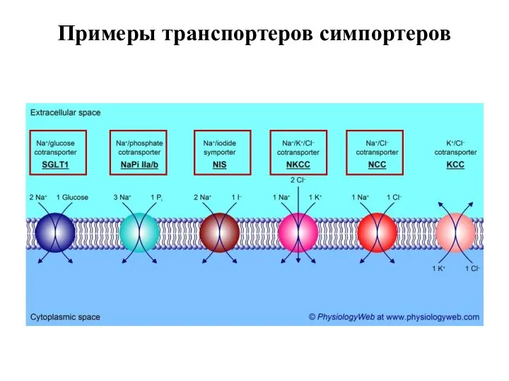 Примеры транспортеров симпортеров