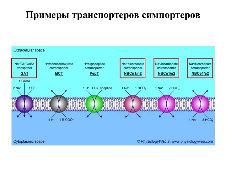 Примеры транспортеров симпортеров