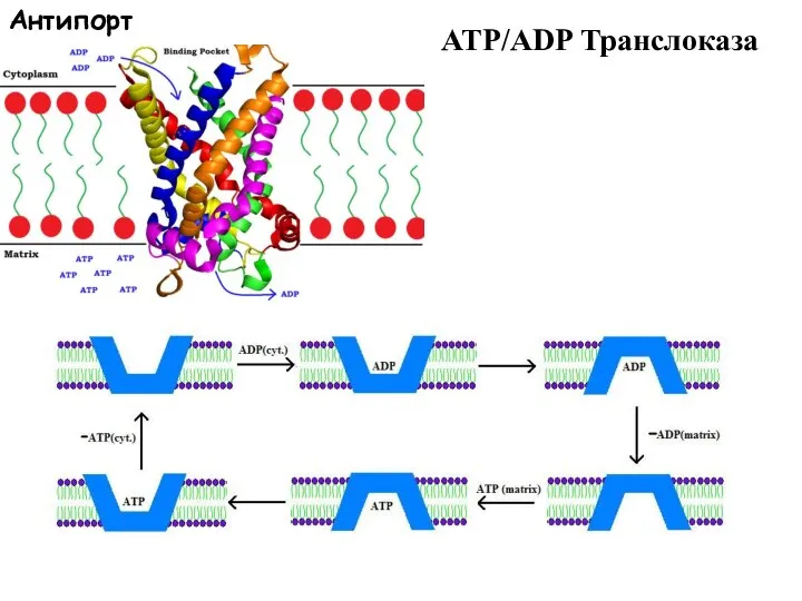 ATP/ADP Транслоказа Антипорт