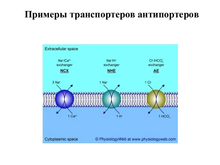 Примеры транспортеров антипортеров