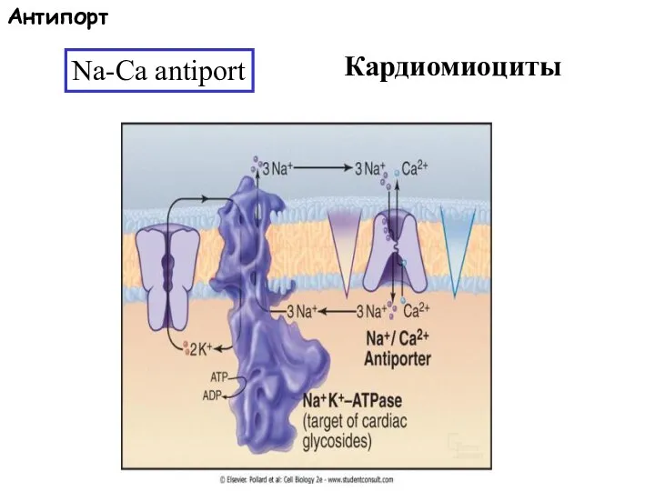 Na-Ca antiport Кардиомиоциты Антипорт