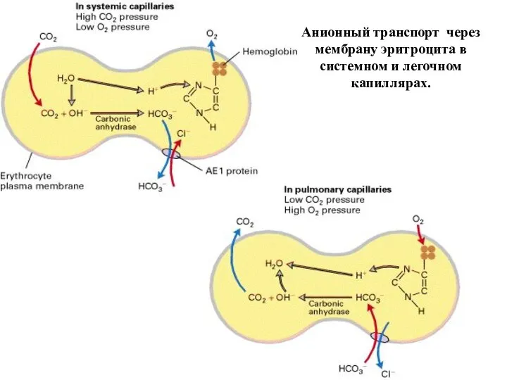 Анионный транспорт через мембрану эритроцита в системном и легочном капиллярах.