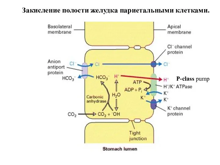 Закисление полости желудка париетальными клетками. P-class pump