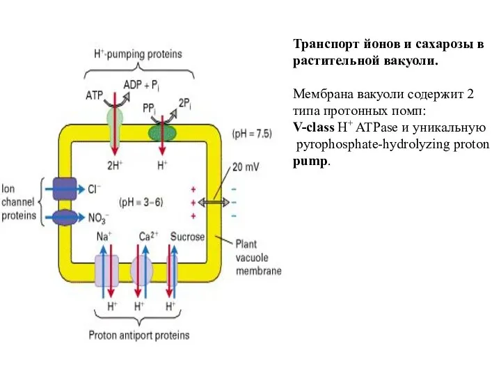 Транспорт йонов и сахарозы в растительной вакуоли. Мембрана вакуоли содержит 2 типа