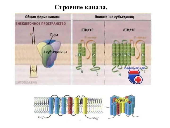 Строение канала.