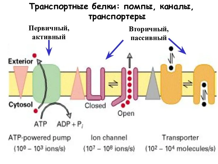 Транспортные белки: помпы, каналы, транспортеры Первичный, активный Вторичный, пассивный