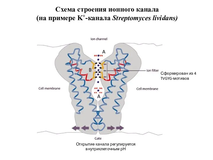 Схема строения ионного канала (на примере K+-канала Streptomyces lividans) Сформирован из 4