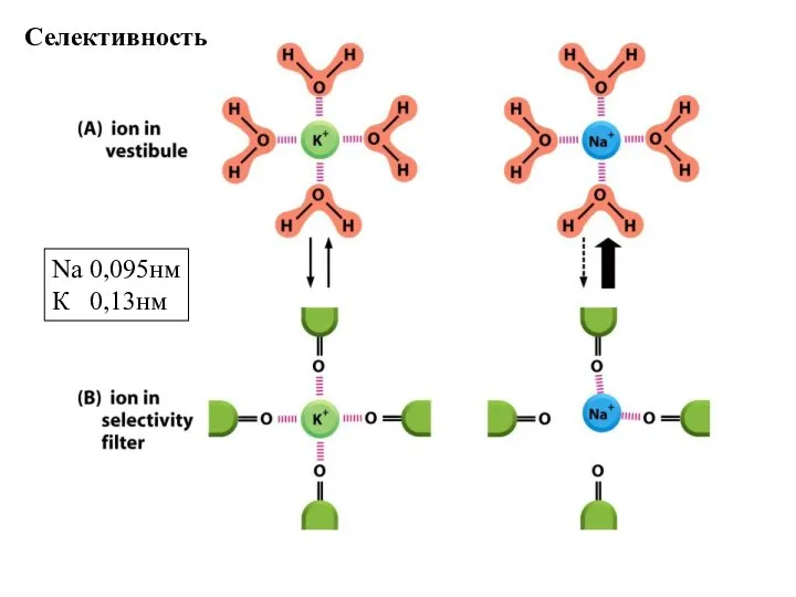 Селективность Na 0,095нм К 0,13нм