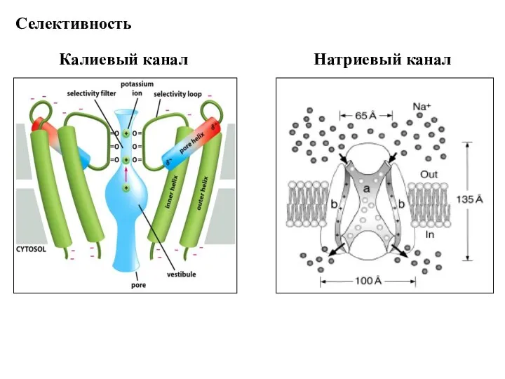 Калиевый канал Селективность Натриевый канал