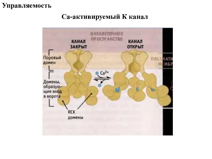 Са-активируемый К канал Управляемость