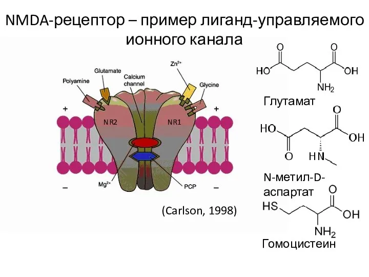 Гомоцистеин Глутамат N-метил-D-аспартат NMDA-рецептор – пример лиганд-управляемого ионного канала (Carlson, 1998) NR1 NR2