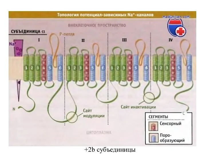 +2b субъединицы