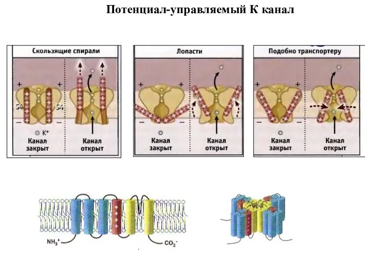 Потенциал-управляемый К канал