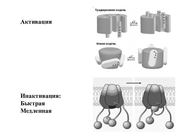 Активация Инактивация: Быстрая Медленная