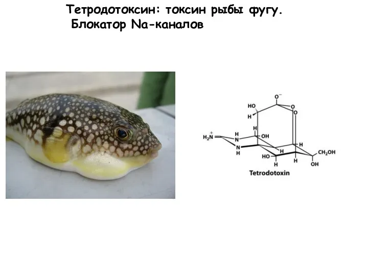 Тетродотоксин: токсин рыбы фугу. Блокатор Na-каналов