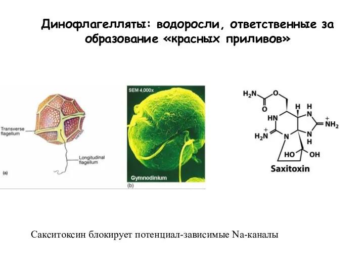 Динофлагелляты: водоросли, ответственные за образование «красных приливов» Сакситоксин блокирует потенциал-зависимые Na-каналы