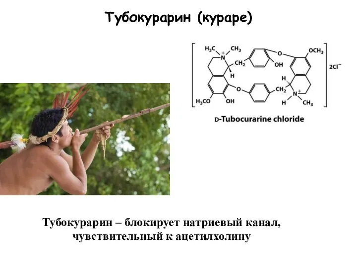 Тубокурарин (кураре) Тубокурарин – блокирует натриевый канал, чувствительный к ацетилхолину