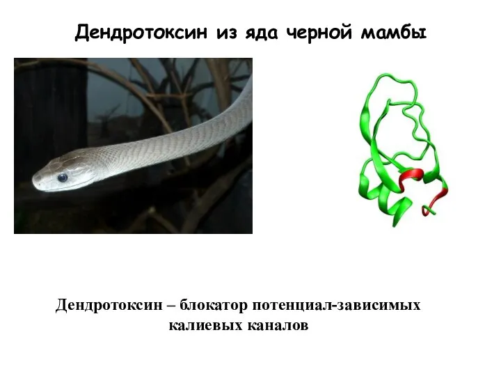Дендротоксин из яда черной мамбы Дендротоксин – блокатор потенциал-зависимых калиевых каналов