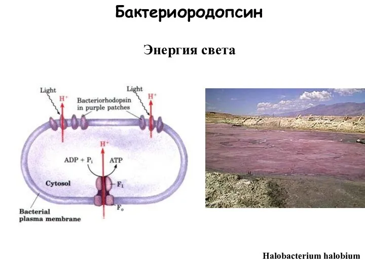 Бактериородопсин Halobacterium halobium Энергия света