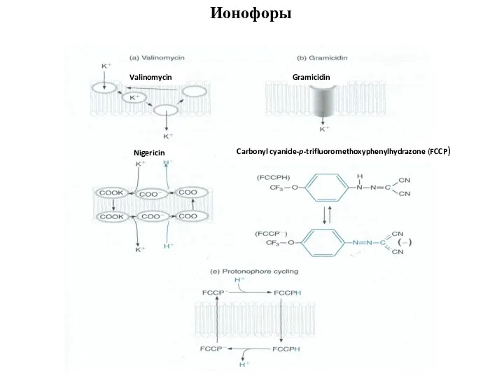 Carbonyl cyanide-p-trifluoromethoxyphenylhydrazone (FCCP) Gramicidin Valinomycin Nigericin Ионофоры