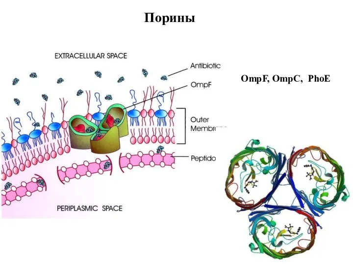 Порины A trimeric OmpF channel in the lipid bilayer of the outer