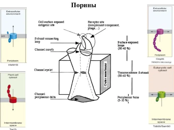 Порины