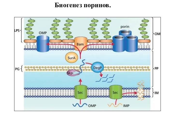 Биогенез поринов.