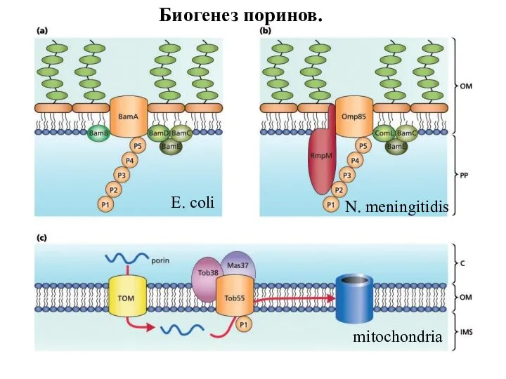 N. meningitidis E. coli mitochondriа Биогенез поринов.