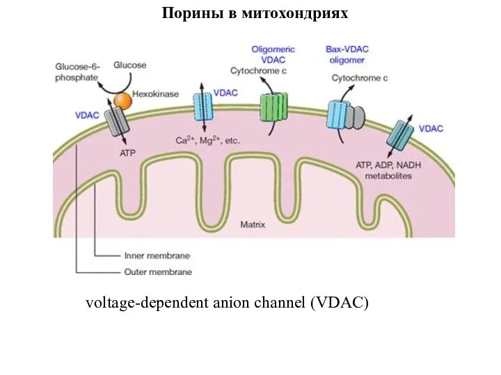 Порины в митохондриях voltage-dependent anion channel (VDAC)