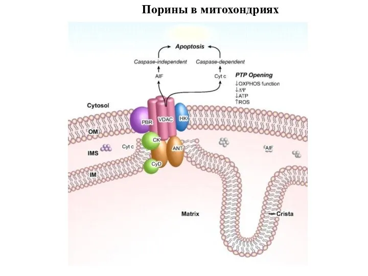 Порины в митохондриях