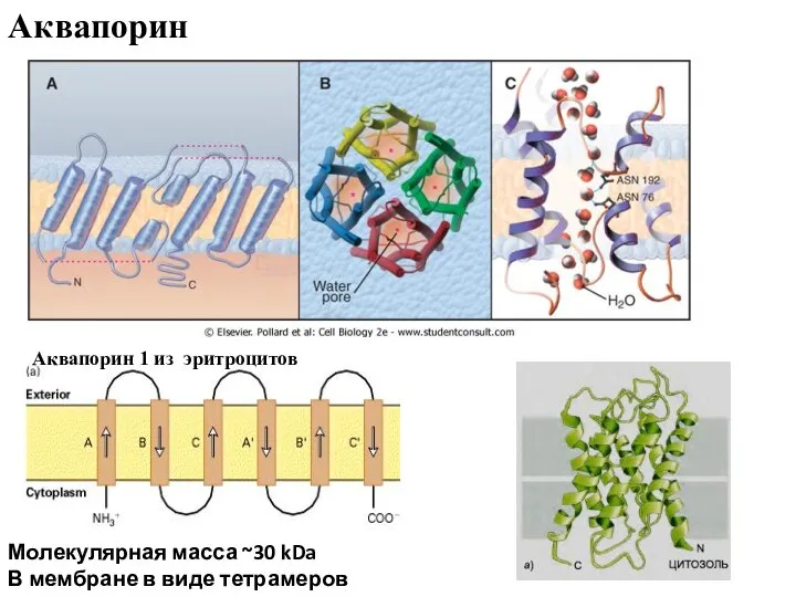 Model of the mechanism of uniport transport by GLUT1, which is believed