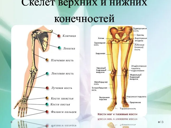 Скелет верхних и нижних конечностей