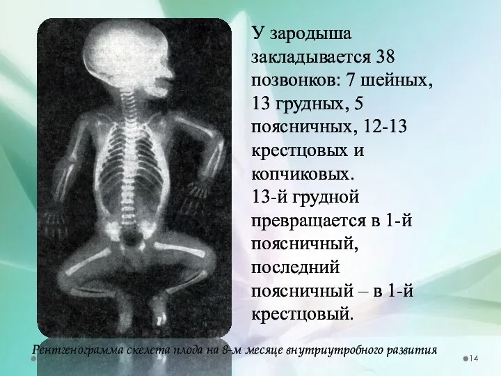 У зародыша закладывается 38 позвонков: 7 шейных, 13 грудных, 5 поясничных, 12-13