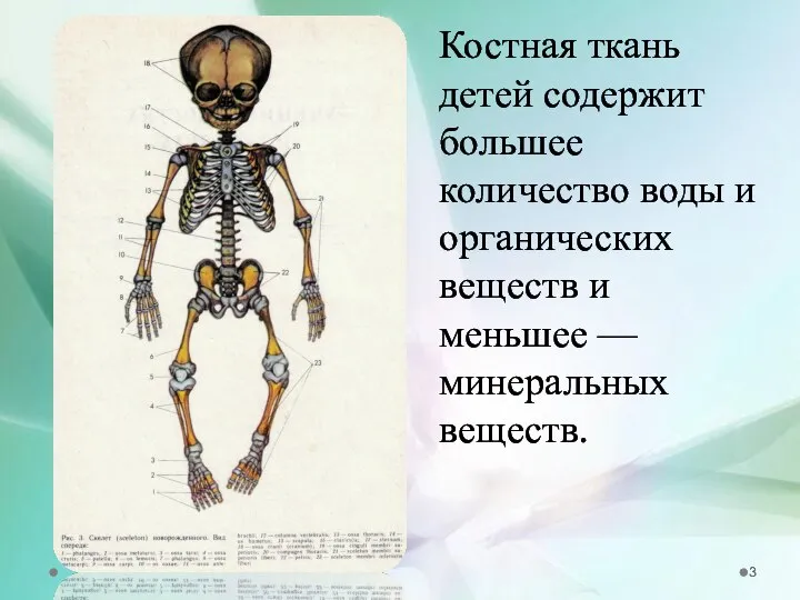 Костная ткань детей содержит большее количество воды и органических веществ и меньшее — минеральных веществ.