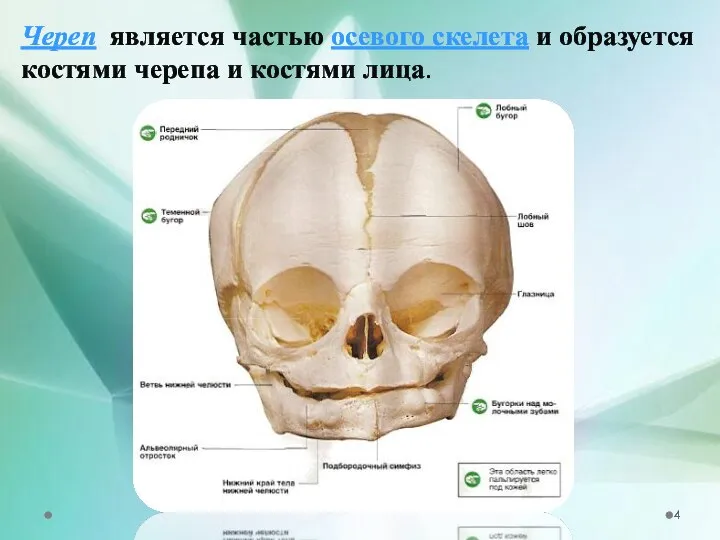 Череп является частью осевого скелета и образуется костями черепа и костями лица.