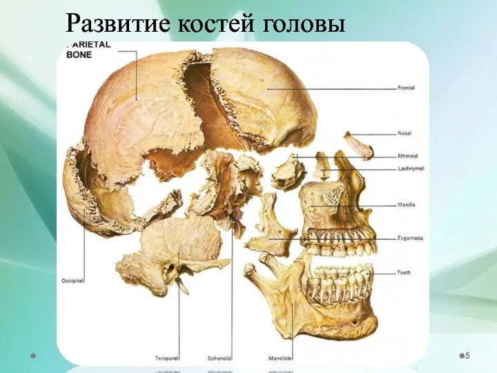 Развитие костей головы