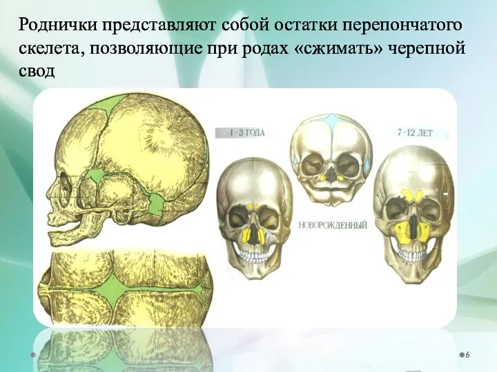 Роднички представляют собой остатки перепончатого скелета, позволяющие при родах «сжимать» черепной свод