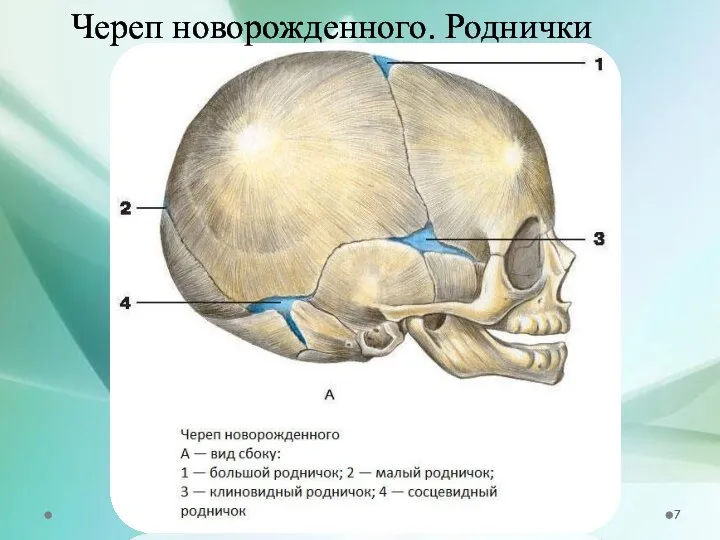 Череп новорожденного. Роднички