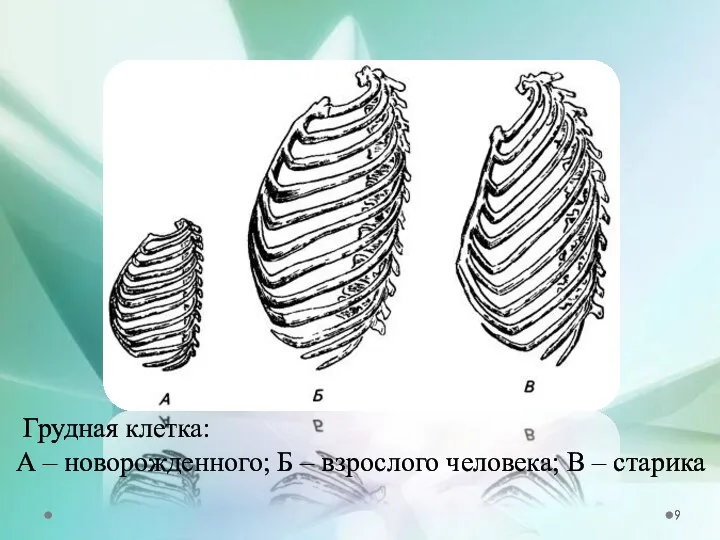 Грудная клетка: А – новорожденного; Б – взрослого человека; В – старика